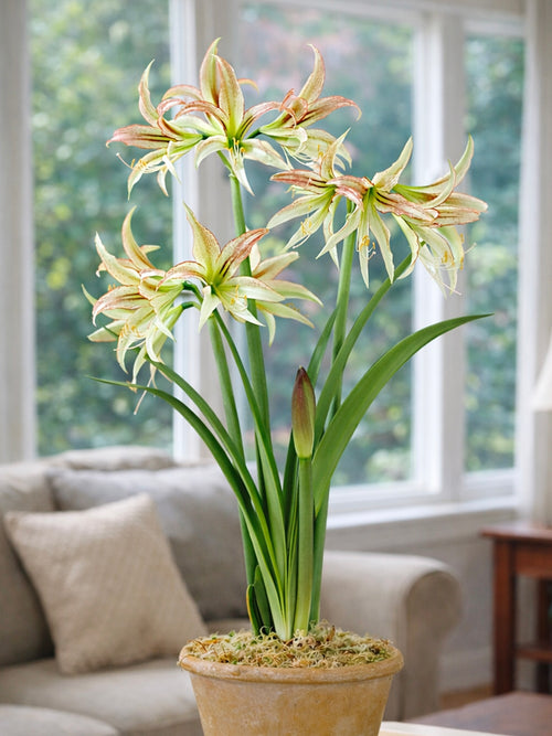 Jumbo Amaryllis Emerald met groenwitte spider-bloemen