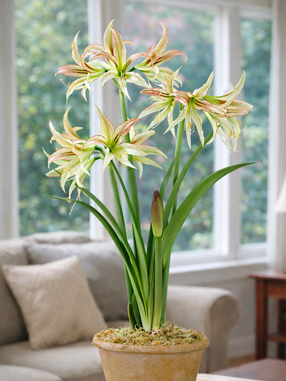 Jumbo Amaryllis Emerald met groenwitte spider-bloemen