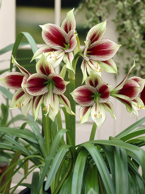 Amaryllis Papilio met grafisch bloempatroon