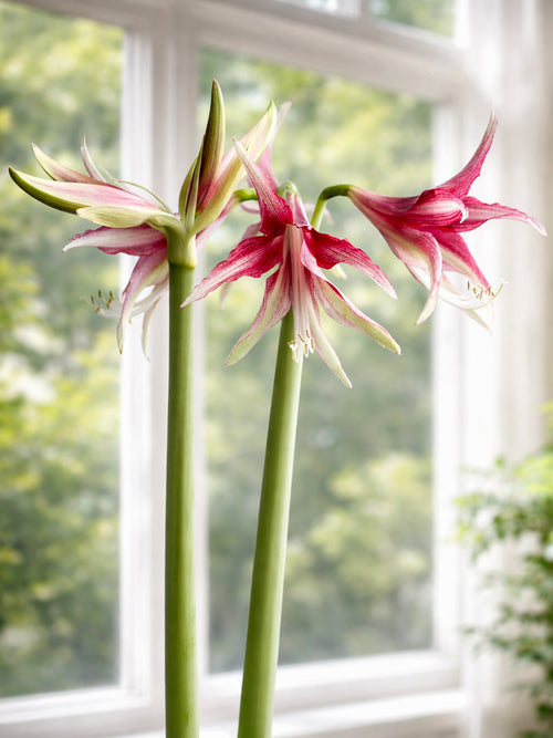 Bijzondere Amaryllis Quito voor binnen