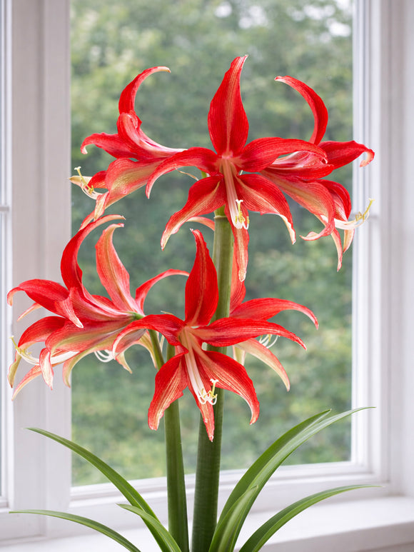 Jumbo Amaryllis Quito met stervormige rode bloemen
