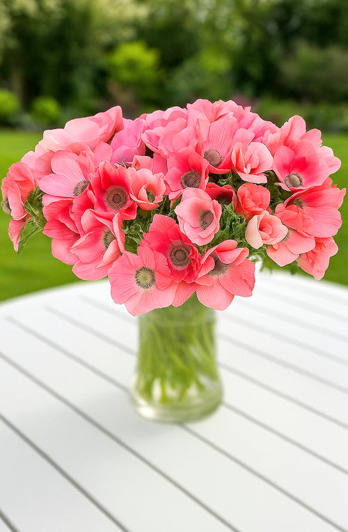 Anemonen Bloembollen Barbie