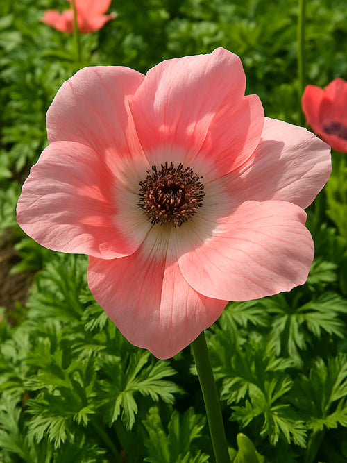 Anemone bollen Barbie