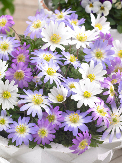 Gemengde Kleuren Anemone Blanda