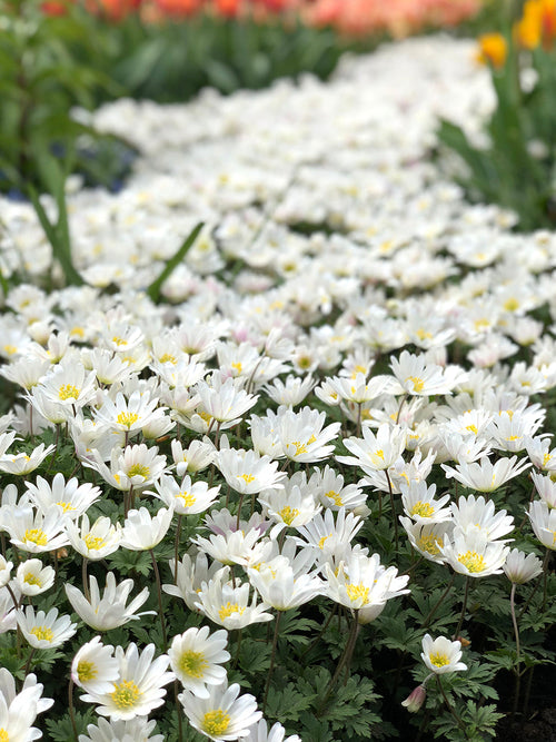 Anemone Blanda White Splendour - Grecian Wind Flowers