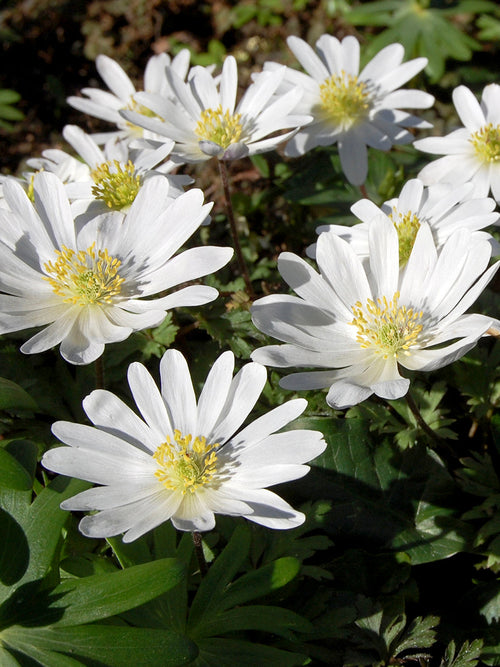 Anemone Blanda Whit Windflowers