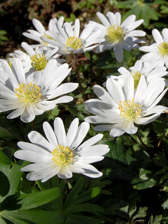 Anemone Blanda Whit Windflowers