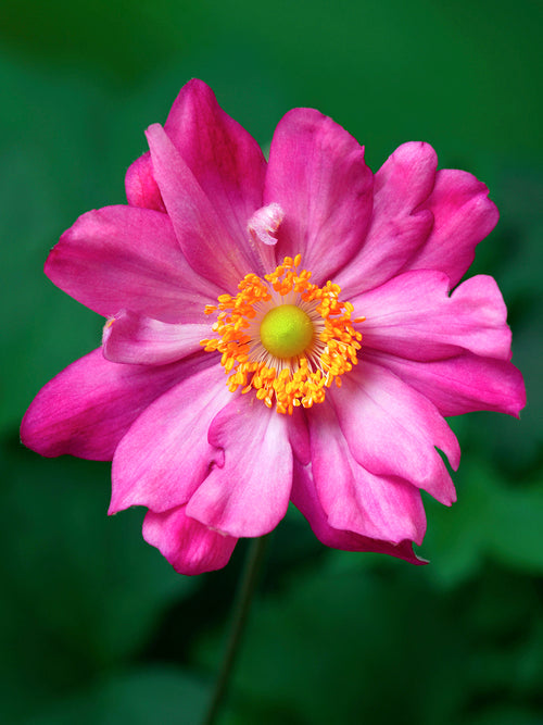 Perennial Herfstanemoon in bloei