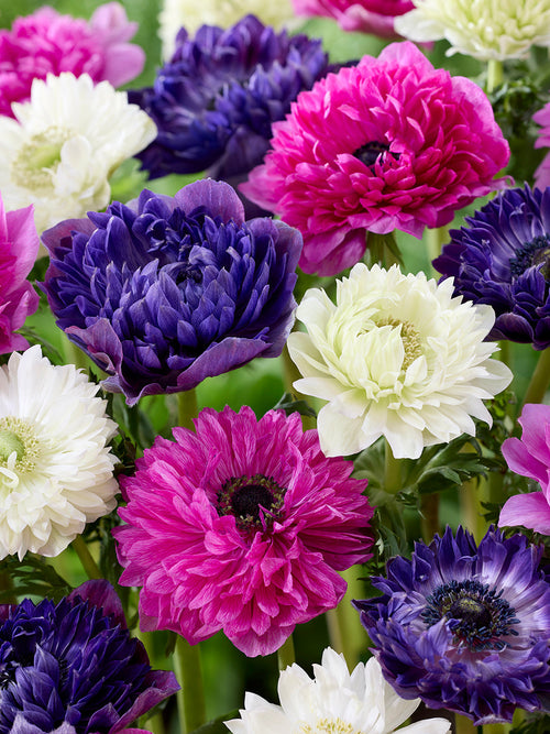 Anemonen Bloembollen Anemoon Crush On You kollektie