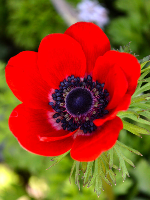 Rood Anemone Windflowers - Anemone Hollandia