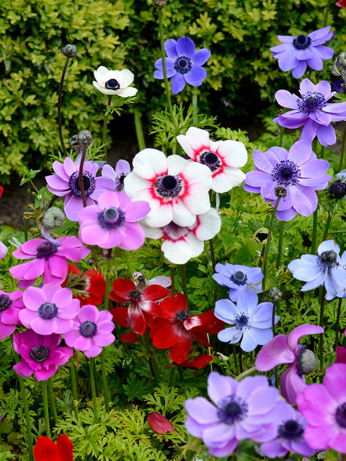 Anemonen bloembollen de Caen Mix (Windbloem)