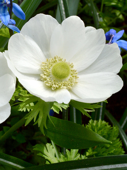 Whit Anemone de Caen The Bride