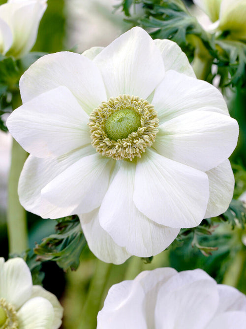 Anemoon de Caen The Bride (Windbloem)
