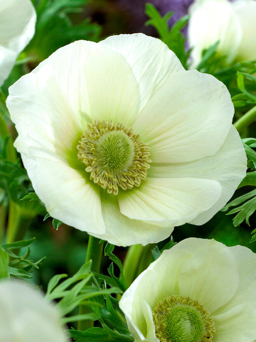 Anemoon de Caen The Bride (Windbloem) - Whit Windbloem