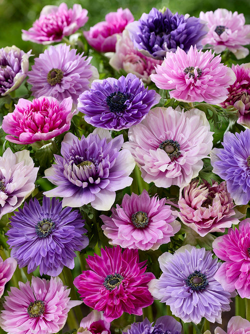 Anemonen Bloembollen Fullstar Pastel Mix Bestellen