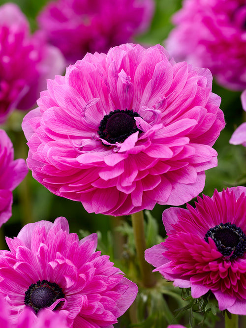 Anemoon bloembollen Fullstar Pink - Bloembollen bestellen