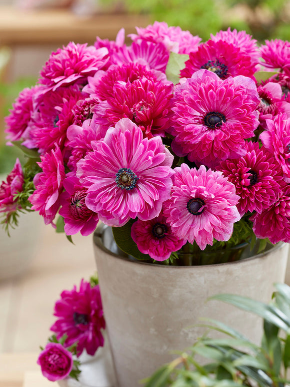 Anemoon bloembollen Fullstar Pink