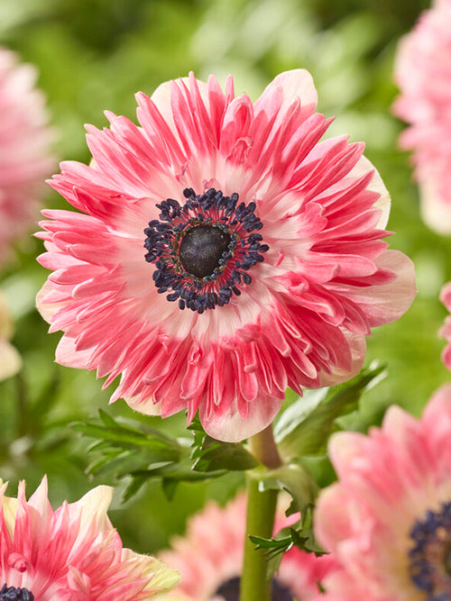 Anemone Fullstar Rood/Wit