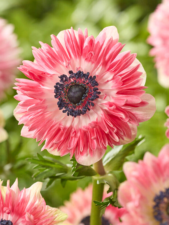 Anemone Fullstar Rood/Wit