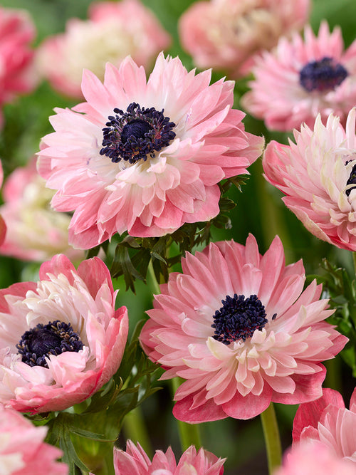 Anemonen bollen Fullstar Strawberry