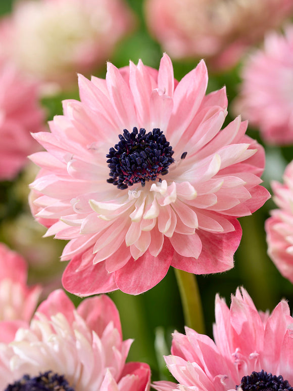 Anemonen Bollen Fullstar Strawberry