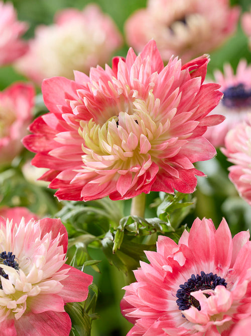 Anemonen knollen Full Star Strawberry 