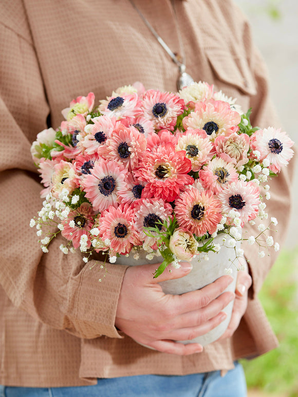 Anemonen planten Fullstar Strawberry