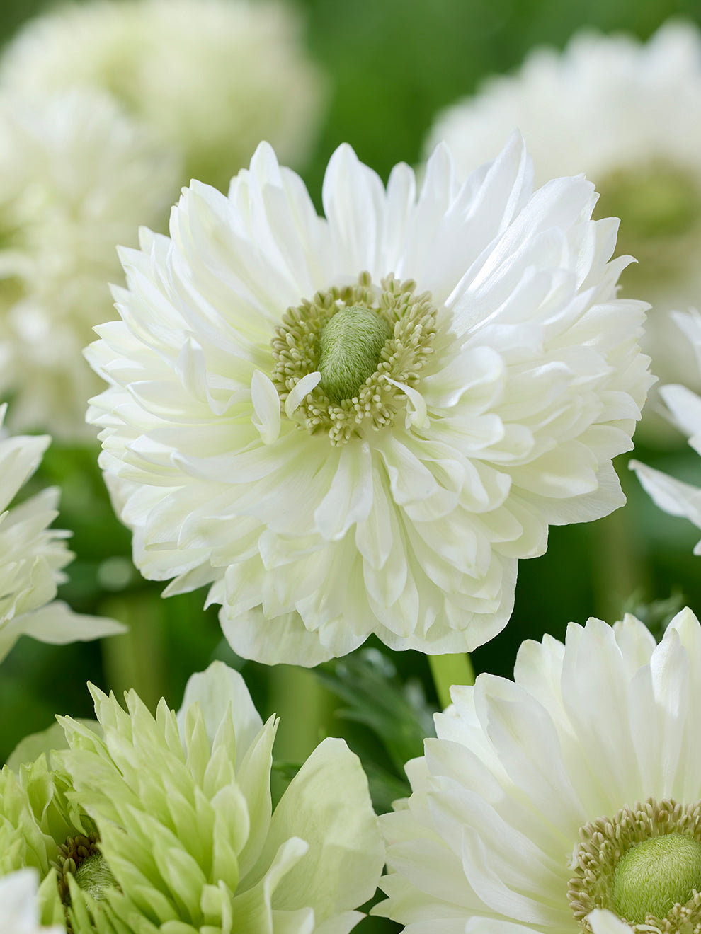 Anemone Fullstar Wit Witte Dubbele Anemonen Anemone Fullstar Wit Witte Dubbele Anemonen