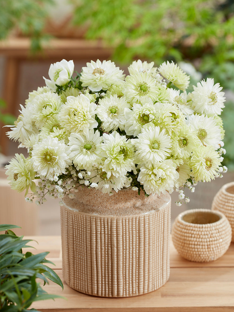 Anemone Fullstar Wit Witte Dubbele Anemonen Anemone Fullstar Wit Witte Dubbele Anemonen