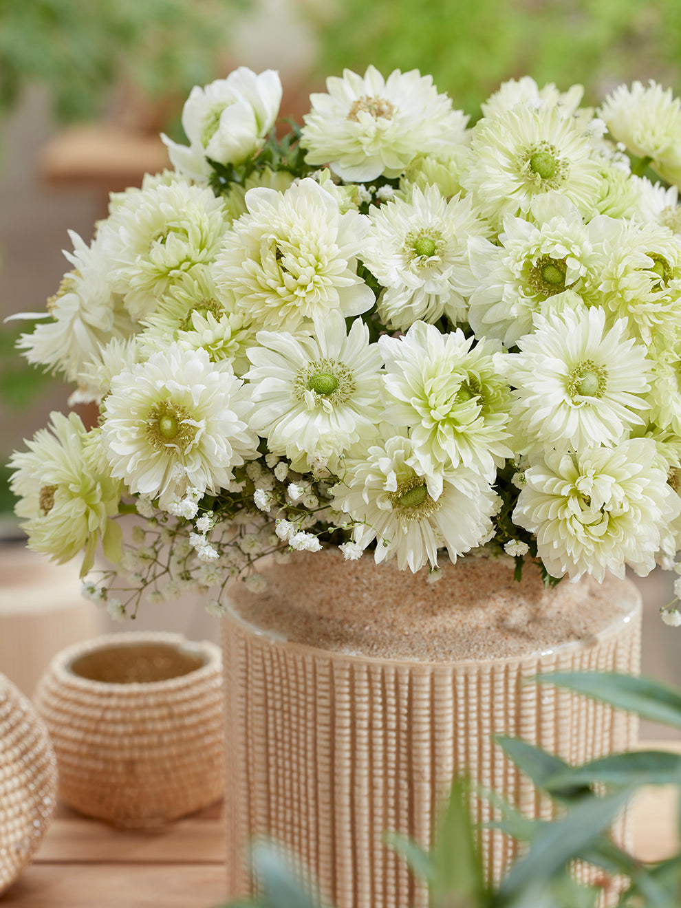 Anemone Fullstar Wit Witte Dubbele Anemonen Anemone Fullstar Wit Witte Dubbele Anemonen