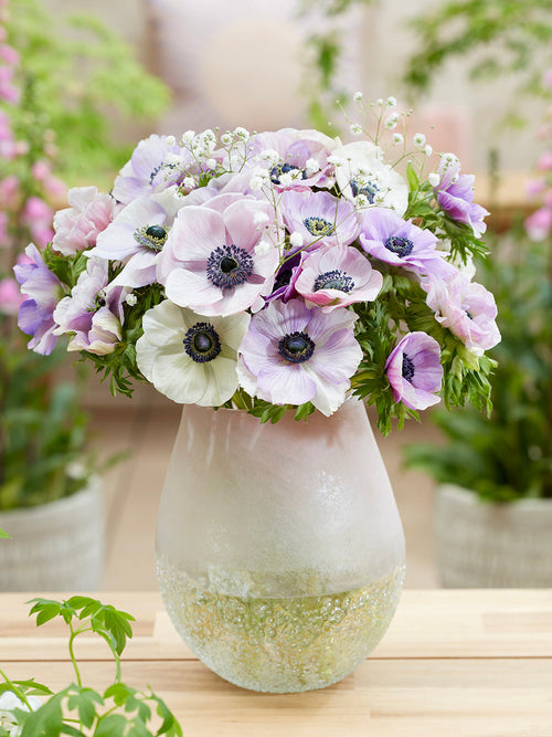 Anemonen bollen Galilee Pastel Mix