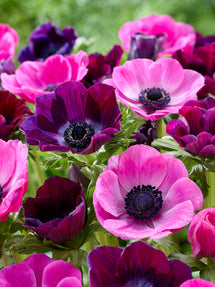 Anemone Pink Dusk Collectie
