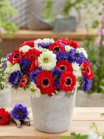 Anemone Stars and Stripes Collectie