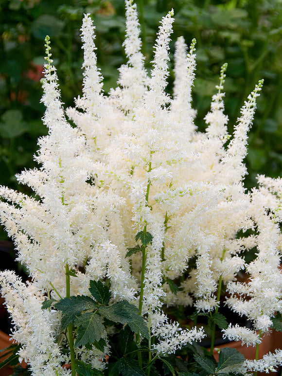 Astilbe (Prachtspirea) Close Harmony - Vaste Planten Kopen