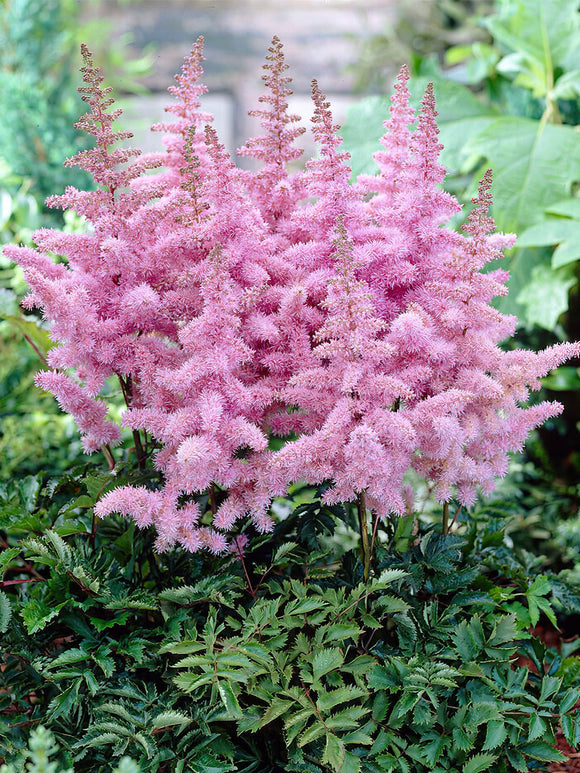 Astilbe (Pluimspirea) Heart and Soul bestellen