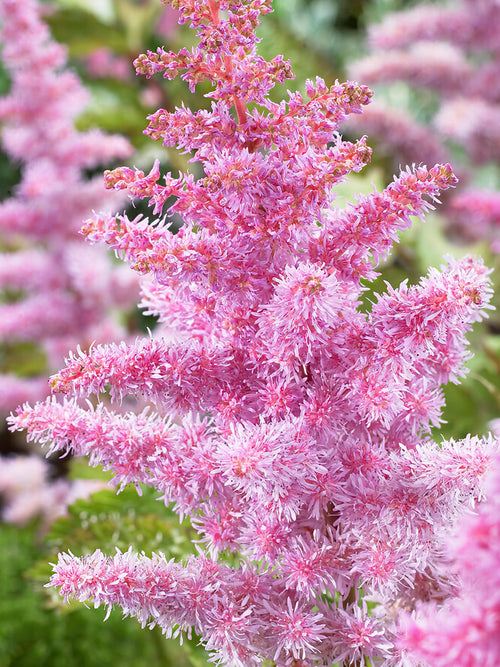 Astilbe (Pluimspirea) Heart and Soul