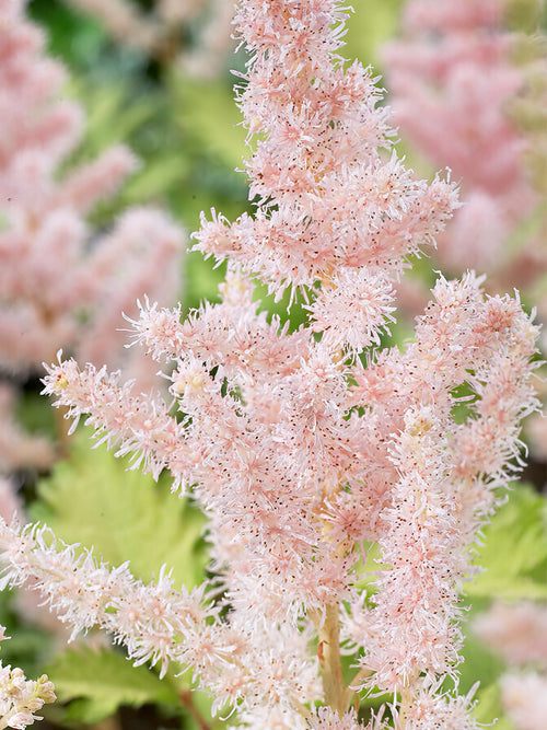 Astilbe (Pluimspirea) Milk and Honey