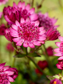 Astrantia (Zeeuws knoopje) major Cerise Button