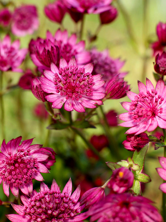 Astrantia major 'Cerise Button' (Zeeuws knoopje) met ceriseroze bloemen