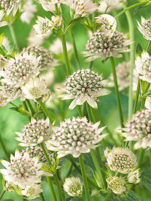 Astrantia (Zeeuws knoopje) Major Star of Billion - vaste planten