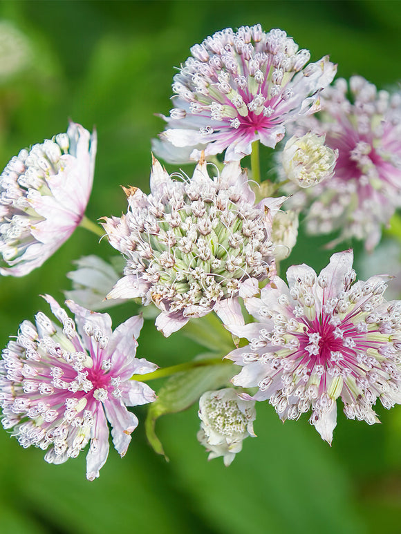 Astrantia Major Superstar (Zeeuws knoopje) online bestellen