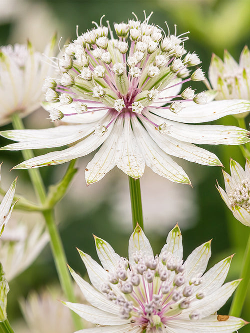 Astrantia Major Superstar (Zeeuws knoopje) bestellen online