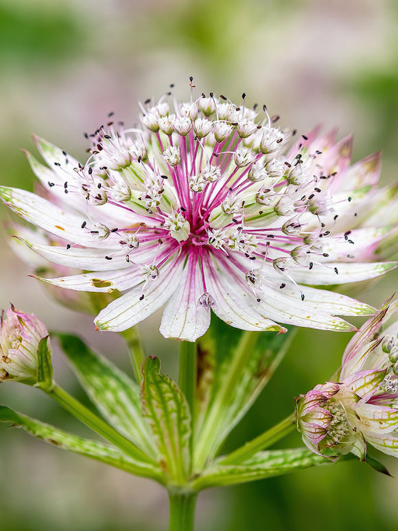 Astrantia Major Superstar (Zeeuws knoopje) bestellen