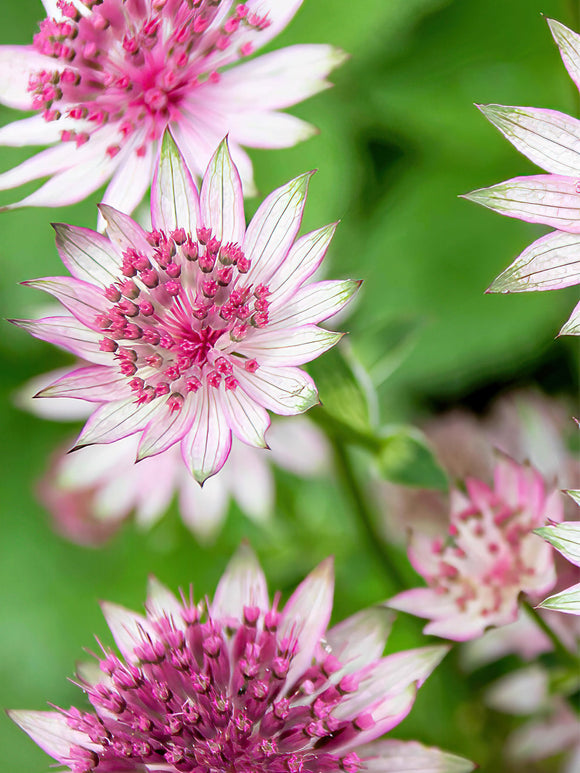  (Zeeuws knoopje) Astrantia Major Superstar vaste planten