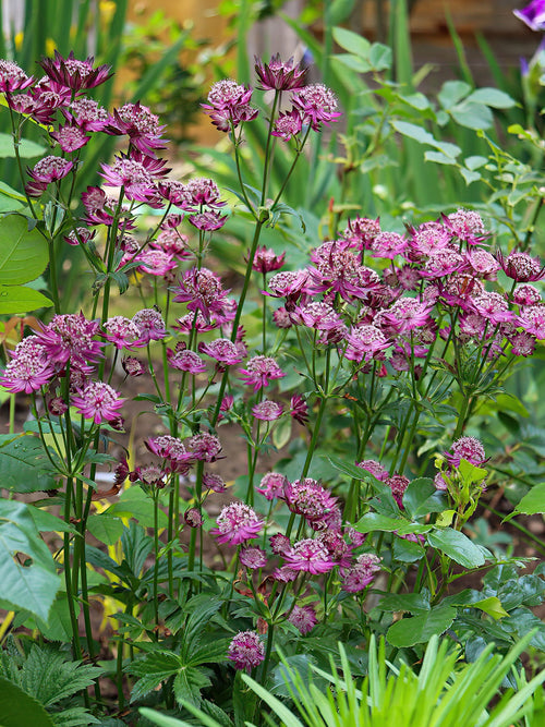 Astrantia Major Venice vaste planten kopen