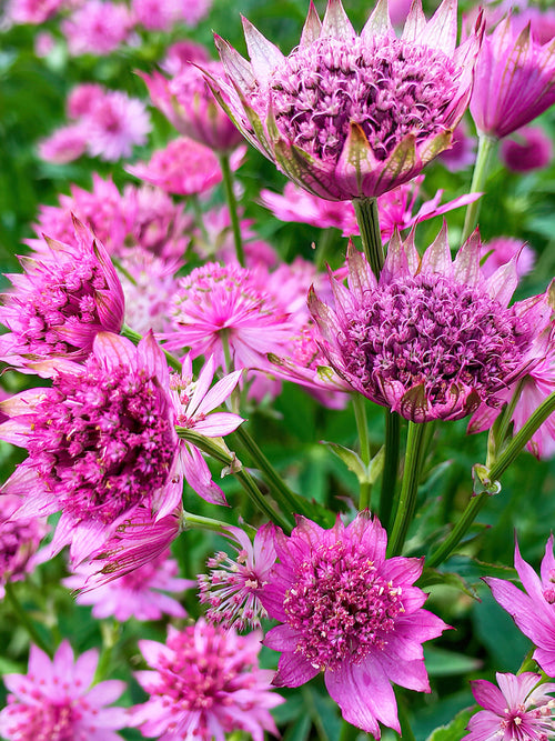 Astrantia Major Venice