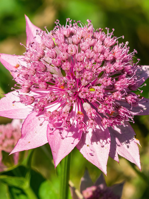 Astrantia Major Venice