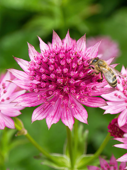 Astrantia Major Venice vaste planten