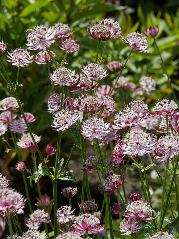 Astrantia Midnight Owl - (Zeeuws knoopje) vaste planten kopen