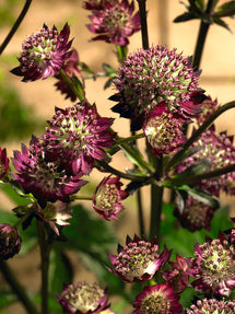 Astrantia (Zeeuws knoopje) major Moulin Rouge
